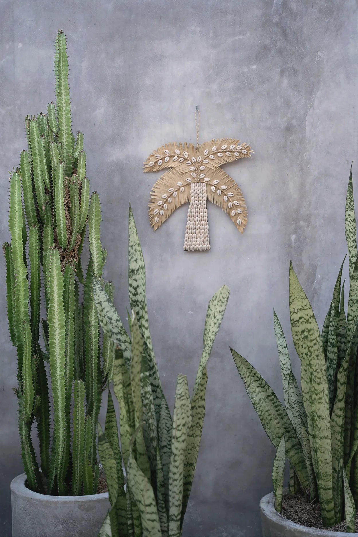 The Banana Peel Palm Tree - Natural