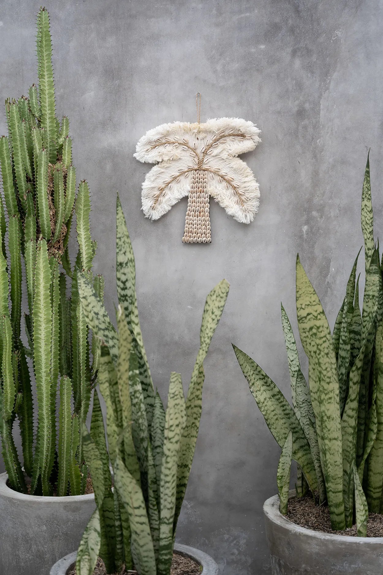 The cotton shell palm tree - white natural