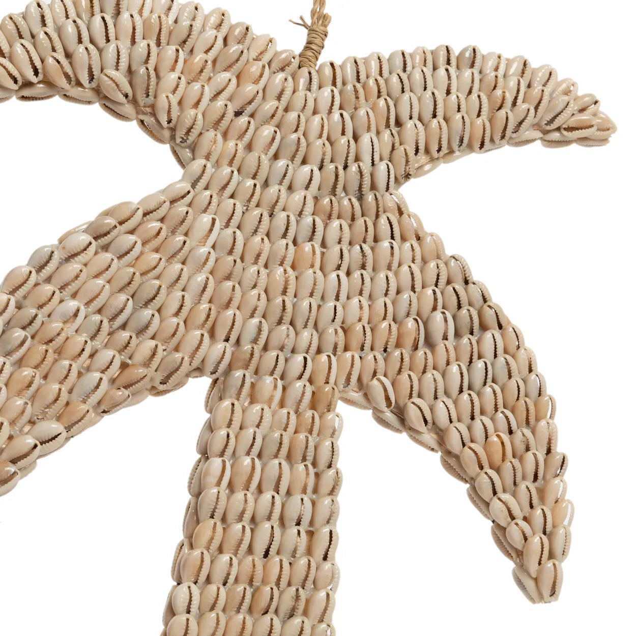 The shell palm tree - Natural