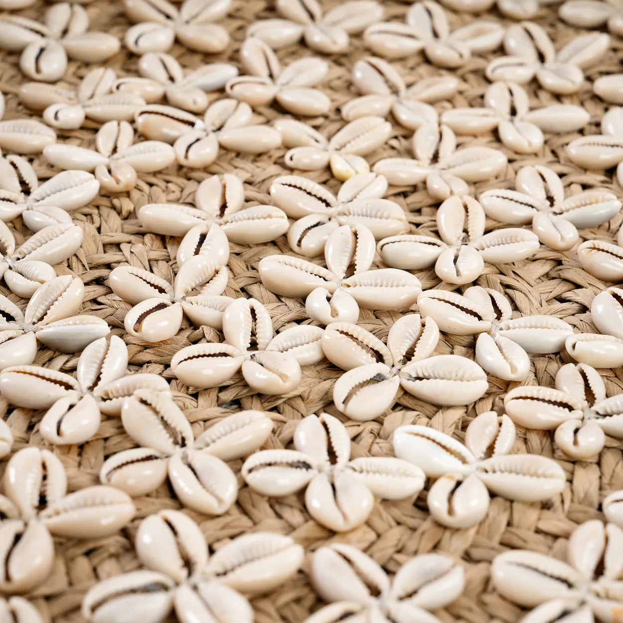 The Costa Shell Plate - Natural White - M_40
