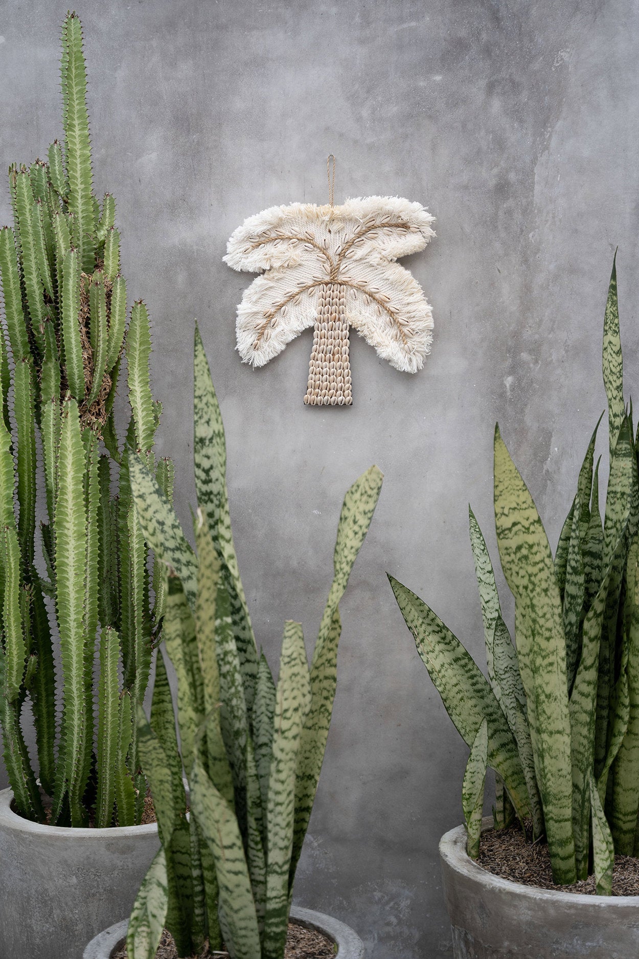 The cotton shell palm tree - white natural