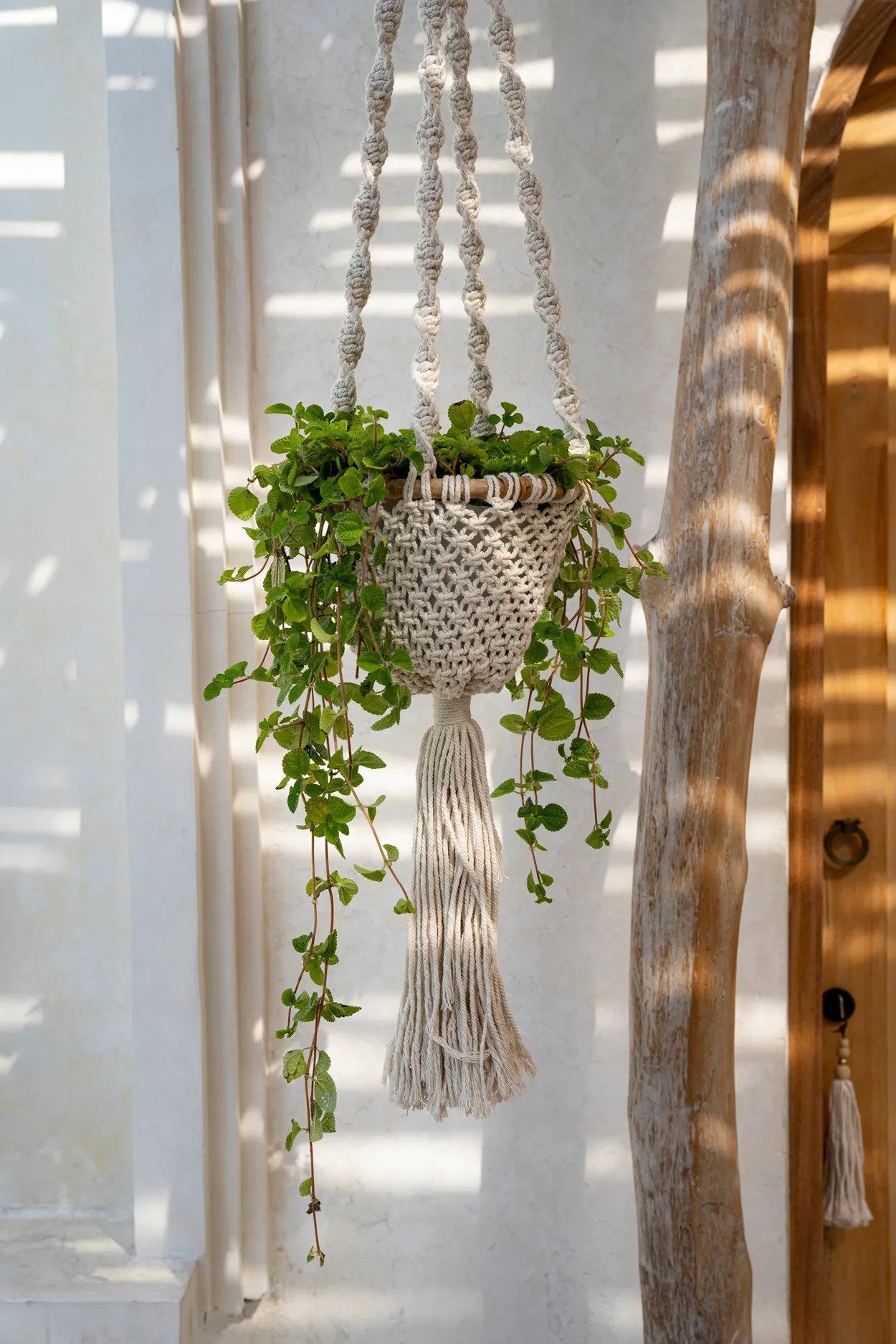 The Twisted Macramé Plant Hanger - Natural White - M