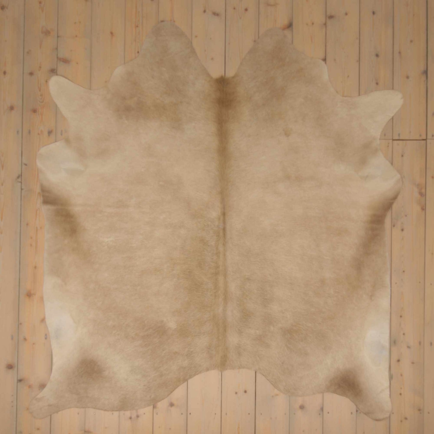 Uniek gefotografeerde champagne koeienhuid | CH-044